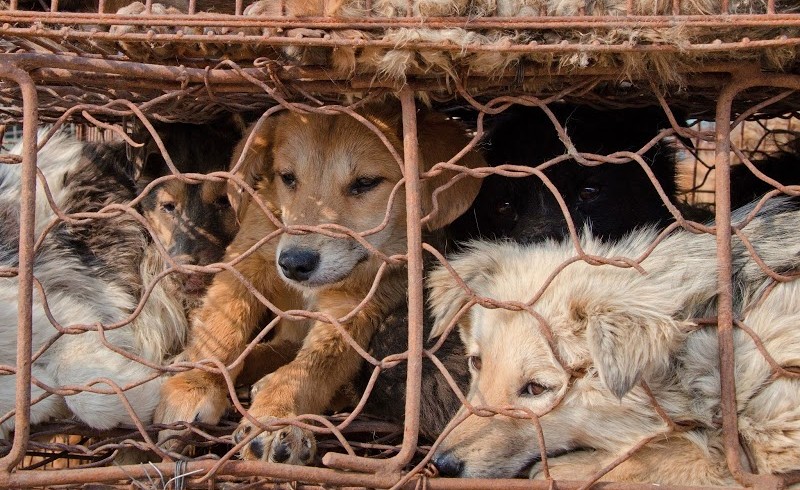 Dog Slaughter For Leather